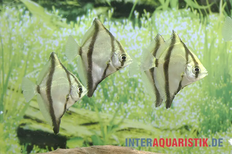 Sebae-Flossenblatt, Monodactylus sebae, 4-5 cm