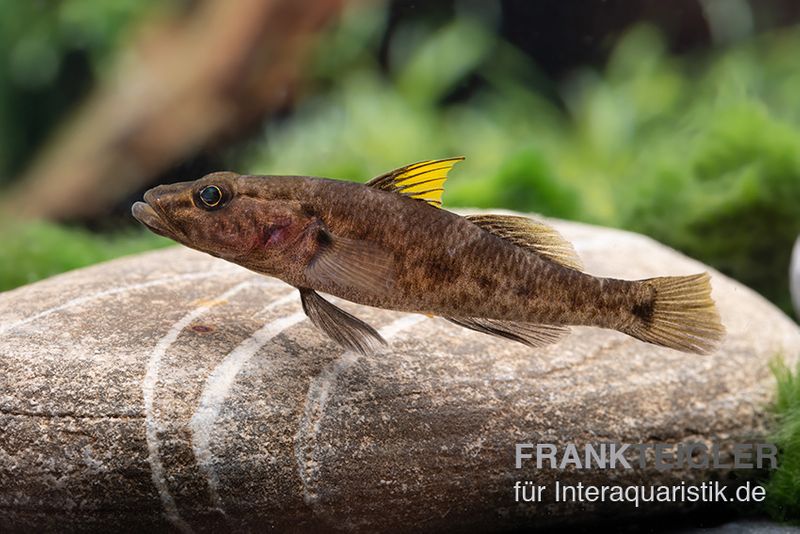 Towuti-Gelbflossengrundel, Glossogobius flavipinnis