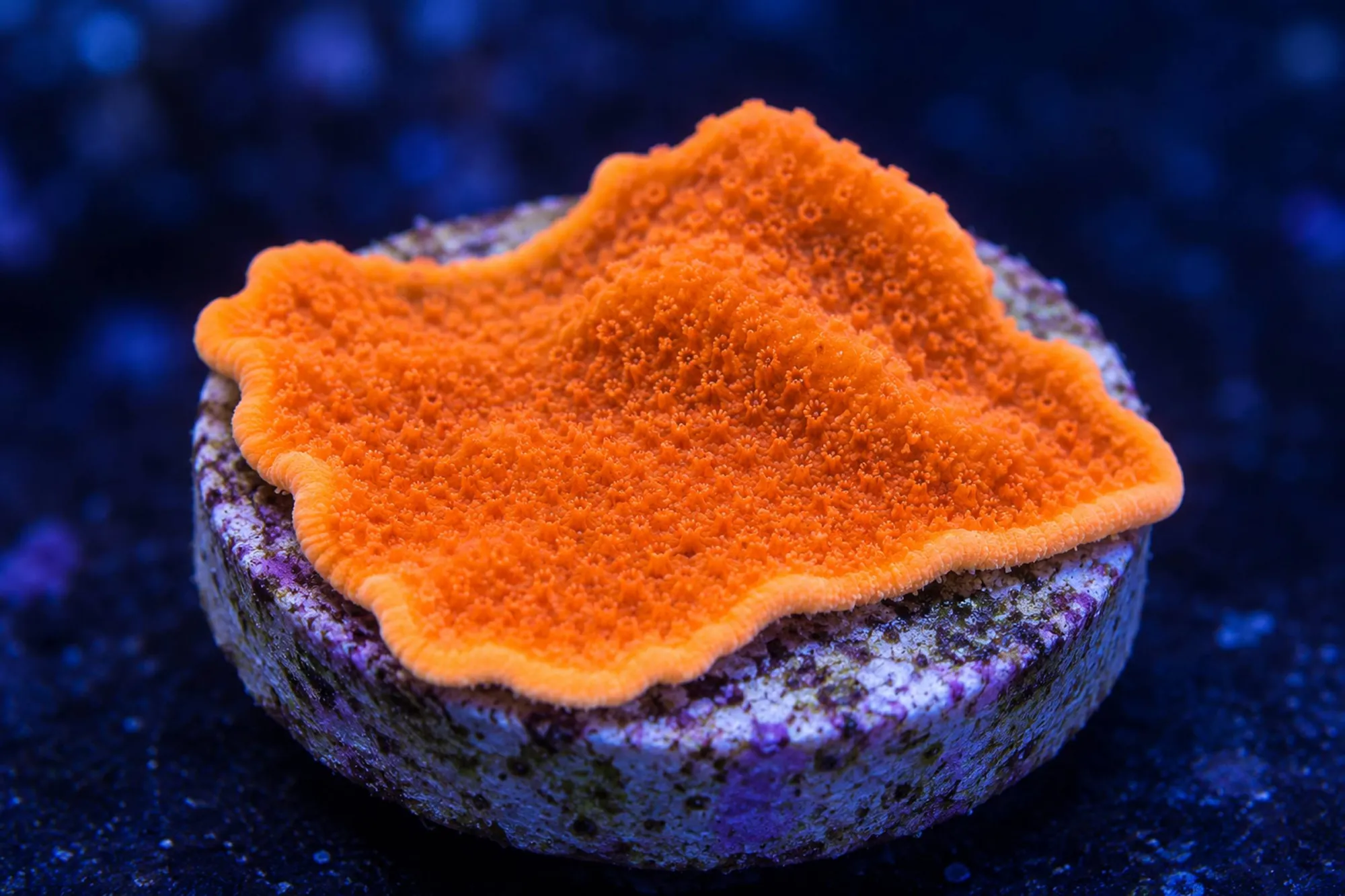 Montipora-Steinkoralle „Hologram“ (Nachzucht), Montipora spec., Größe S–M