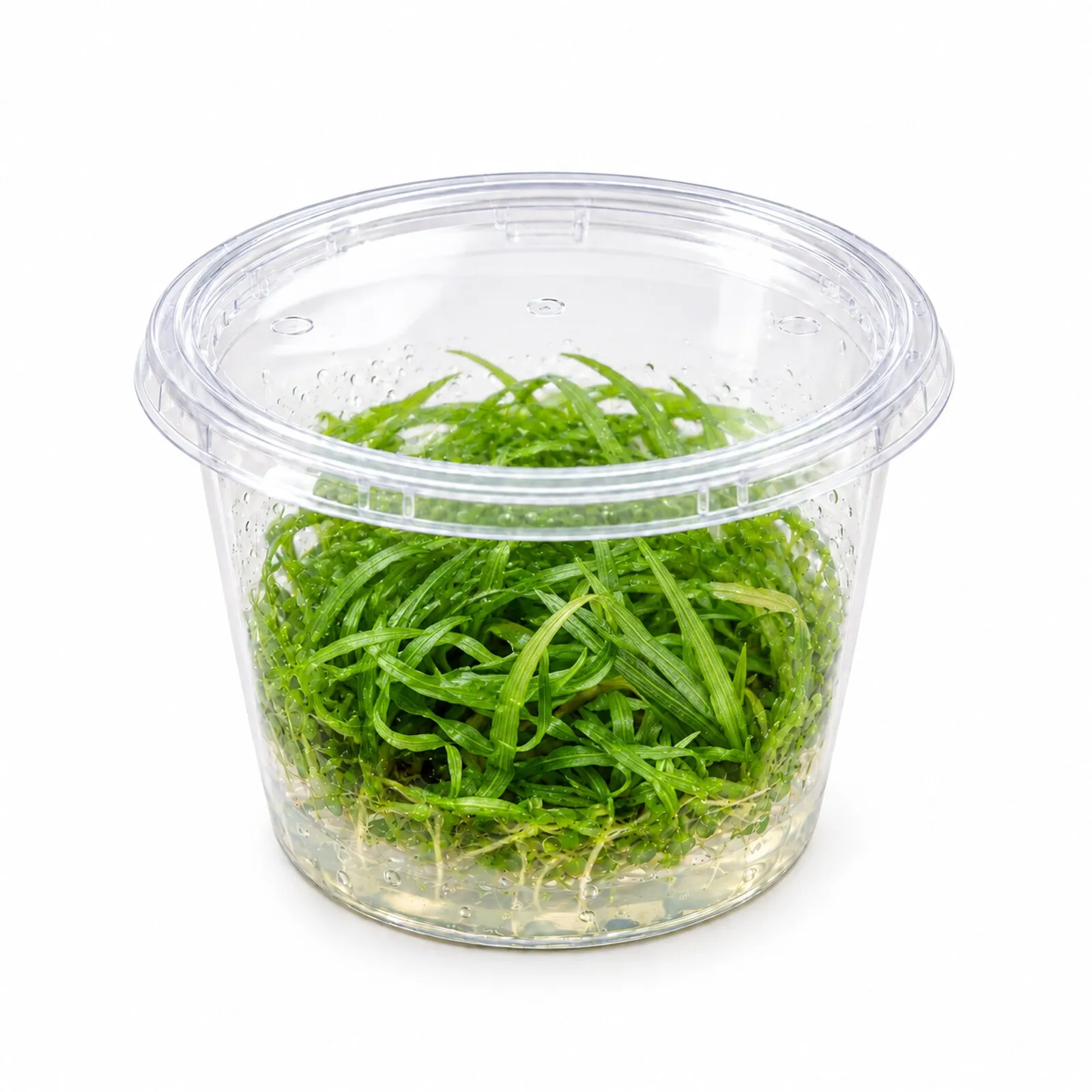 Japanisches Fadenkraut, Blyxa japonica, In Vitro