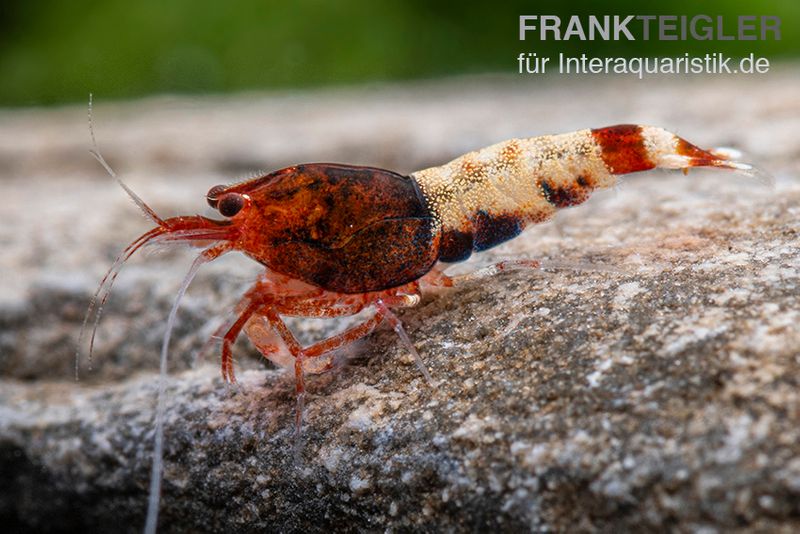 Red Pinto Garnele Mix, Caridina spec. Red Pinto Taiwan