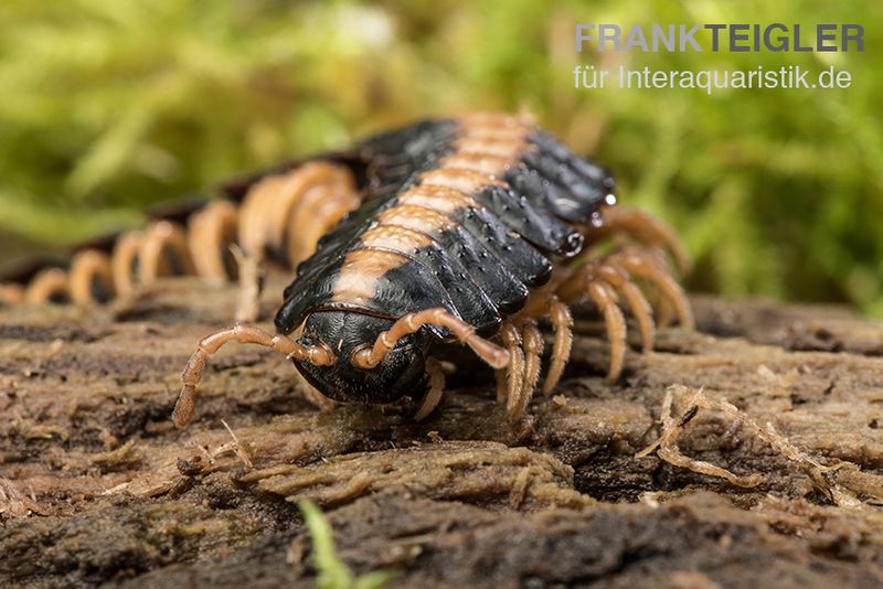 Rückenstrich Bandfüßer, Coromus vittatus vittatus