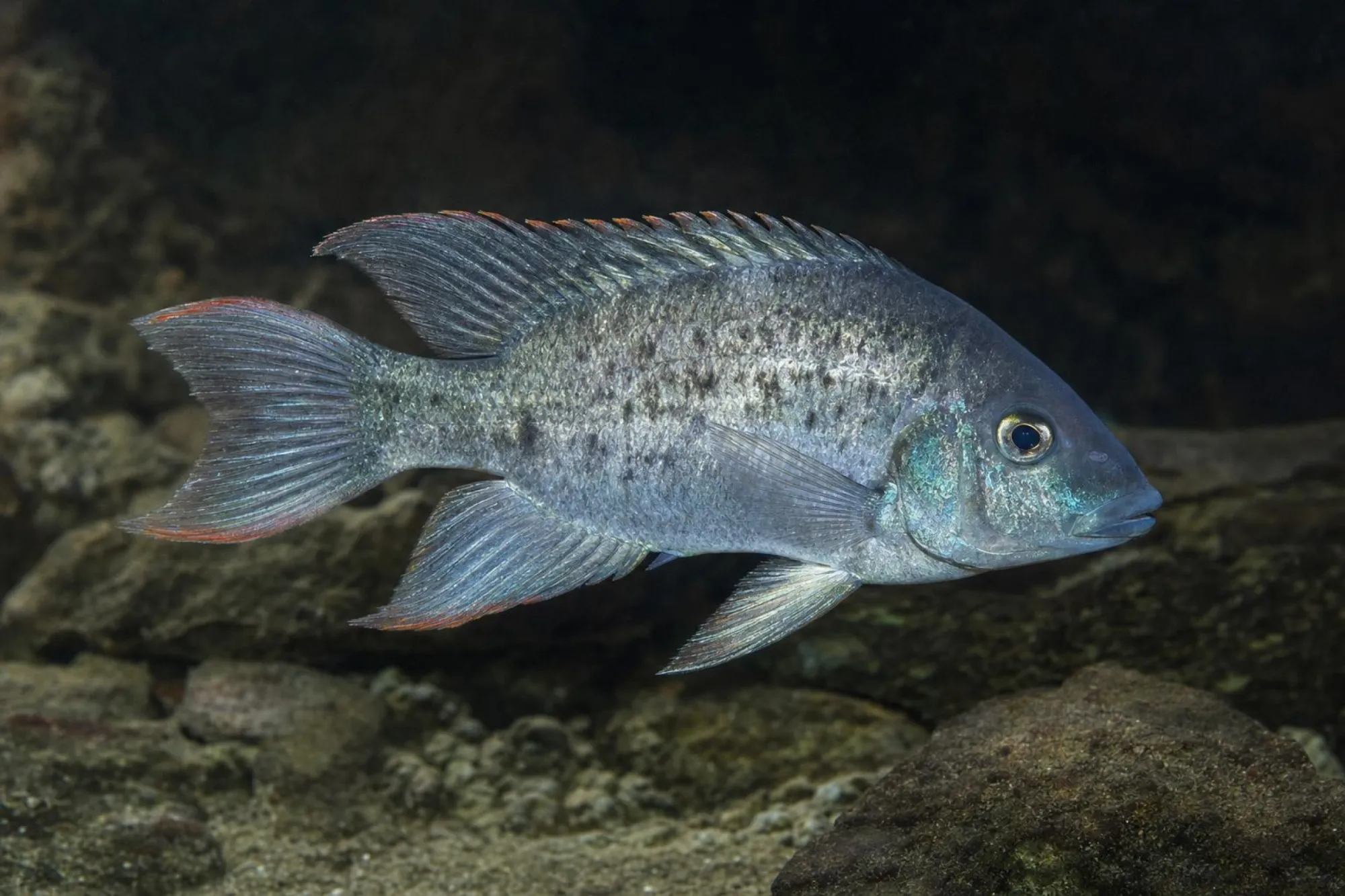 Mangarahara-Buntbarsch, Ptychochromis insolitus