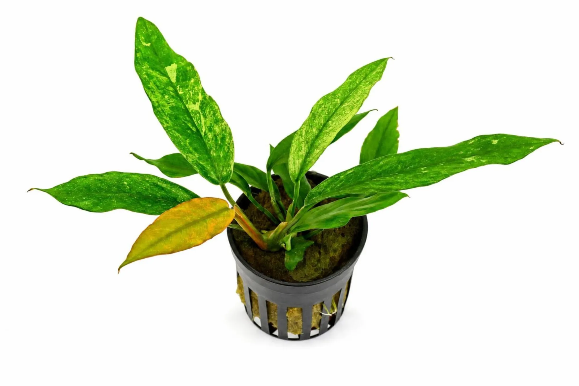 Buntblättriges Kahles Speerblatt „Variegata“, Anubias barteri var. glabra, Topfpflanze
