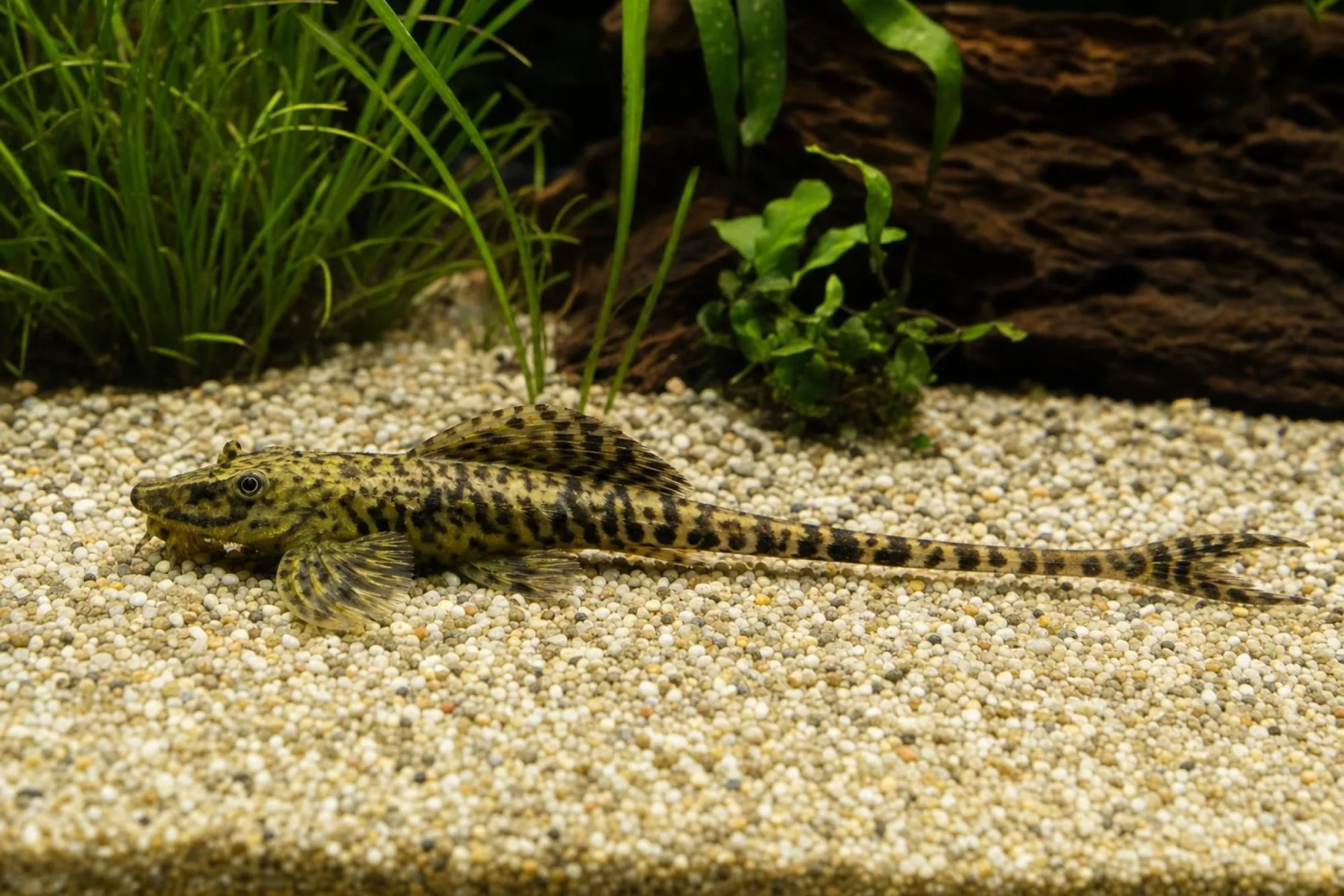 Schokoladenbrauner Hexenwels aus Paraguay, Rineloricaria lanceolata, ca. 5,0-7,0 cm
