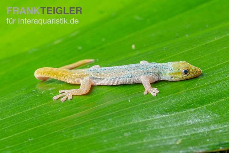 Conrau`s Zwerggecko, Lygodactylus conraui, Trio (1 Männchen + 2 Weibchen)