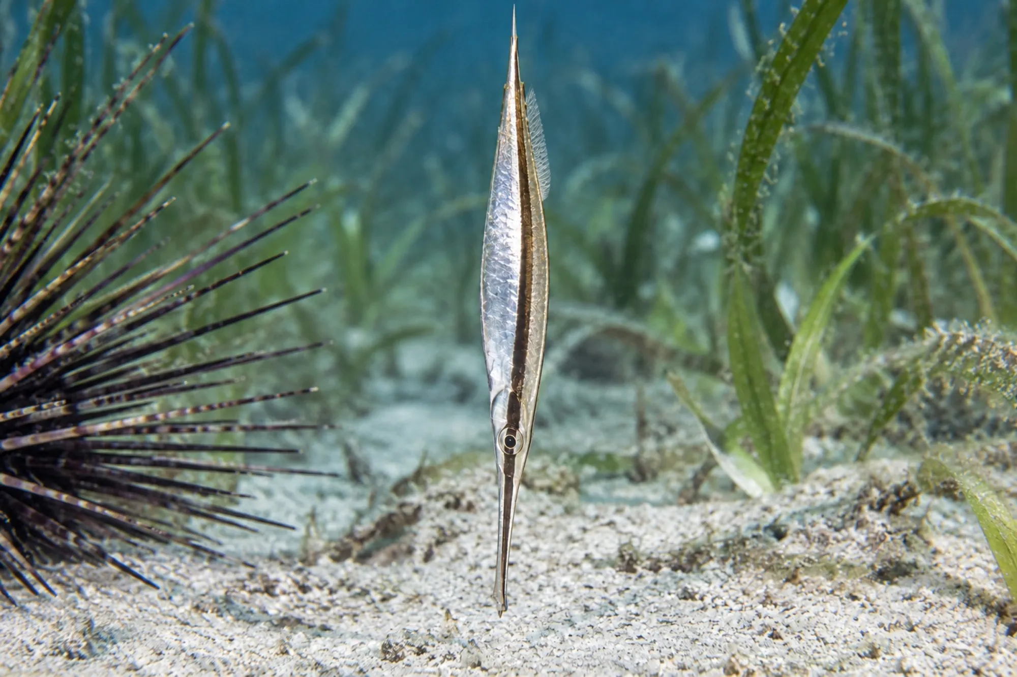Rasiermesserfisch, Aeoliscus strigatus