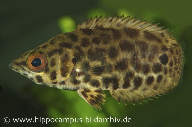 Leopard-Buschfisch, Ctenopoma acutirostre