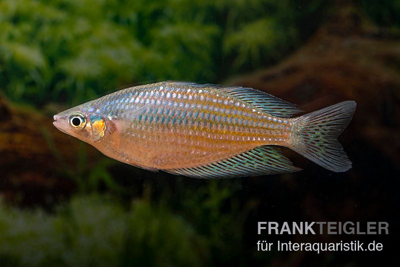 Rawa-Biru-Regenbogenfisch, Melanotaenia cf. splendida rubrostriata "Rawa Biru" , 5 Tiere