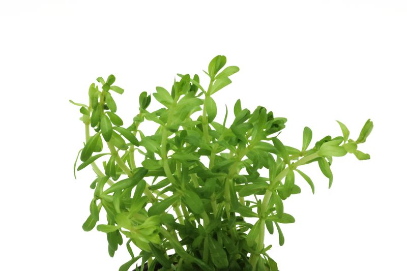 Nanjenshan Rotala, Rotala boschii, im Topf Nanjenshan Rotala, Rotala boschii, im Topf