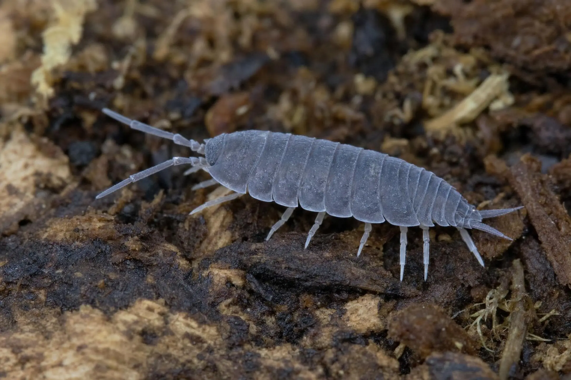 Kubanische Assel, Porcellionides pruinosus