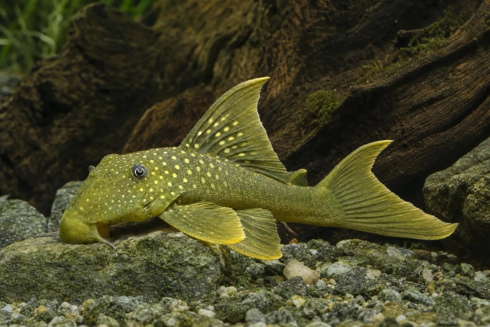 Grüner Phantomwels L200 High Fin, Baryancistrus demantoides