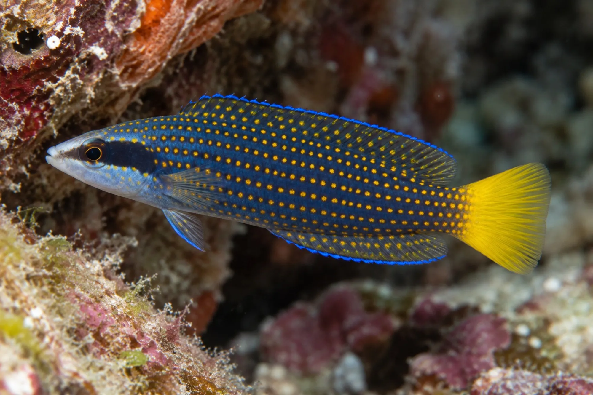 Pracht Zwergbarsch NZ, Manonichthys splendens, ca. 3,0-4,0 cm