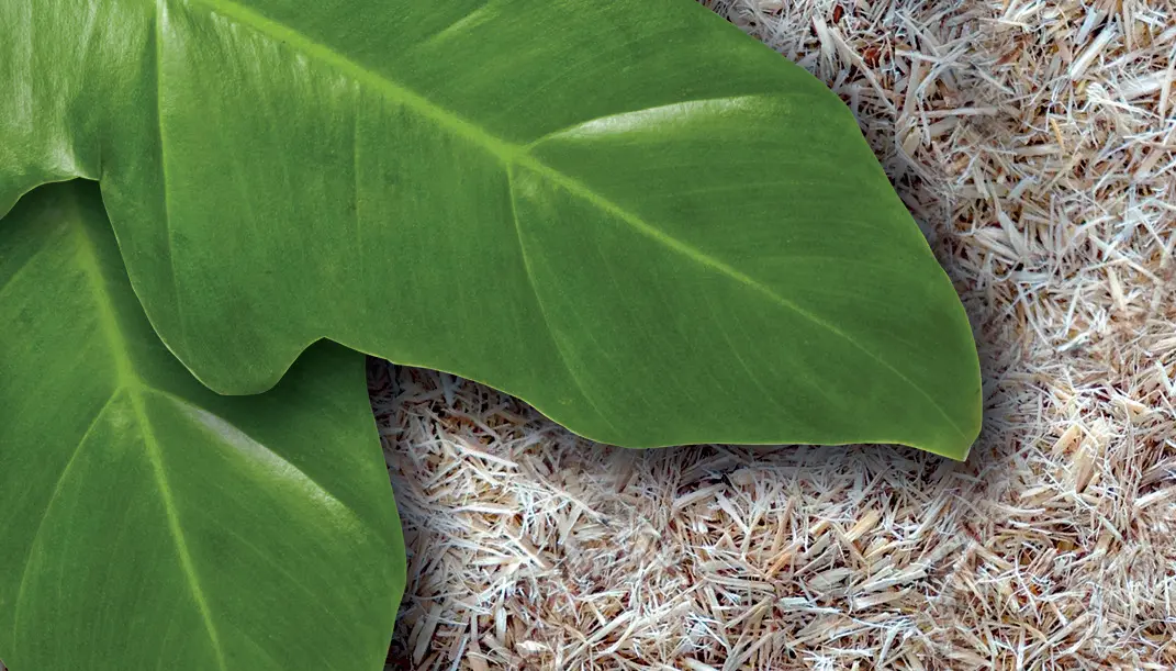 Exo Terra Substrat für Schlangen 8,8 l