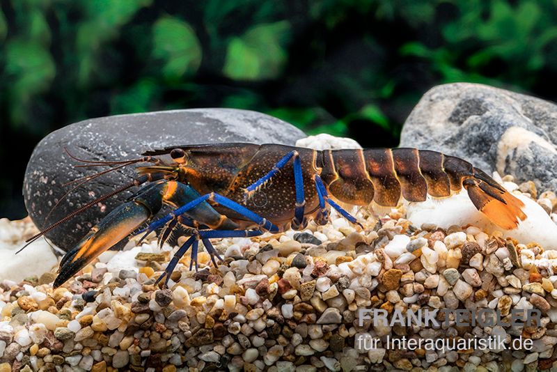 Dunkelblauer Krebs Variante III, Cherax sp. "Blue Moon Type III", Paar (1 Männchen + 1 Weibchen)