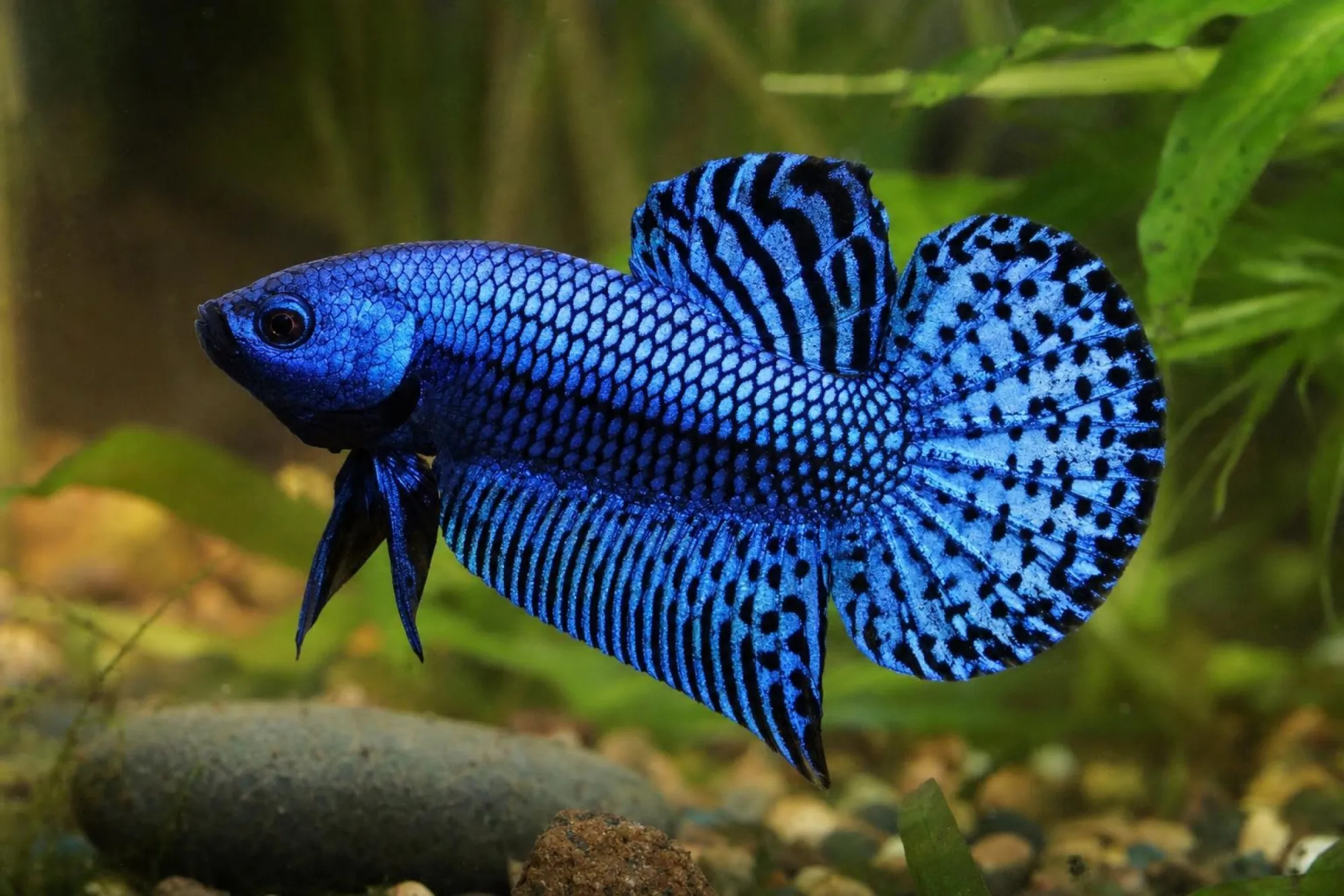 Blauer Alien-Hybrid-Kampffisch, Männchen, Betta sp.
