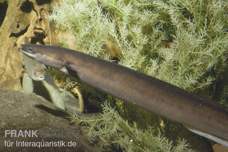 Flussaal, Anguilla anguilla, 10-15 cm (Kaltwasser)