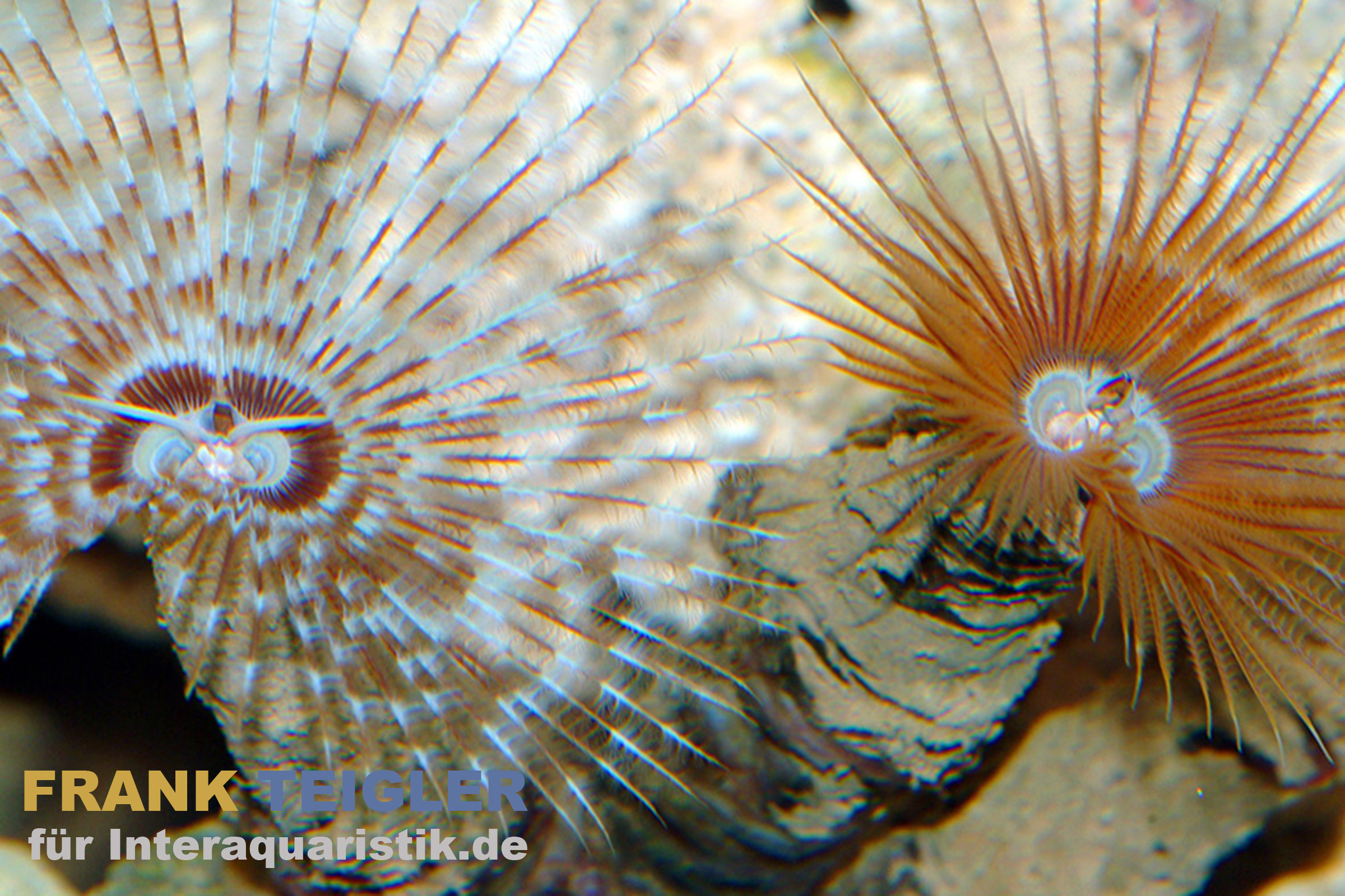 Roter Röhrenwurm, Bispira guinensis