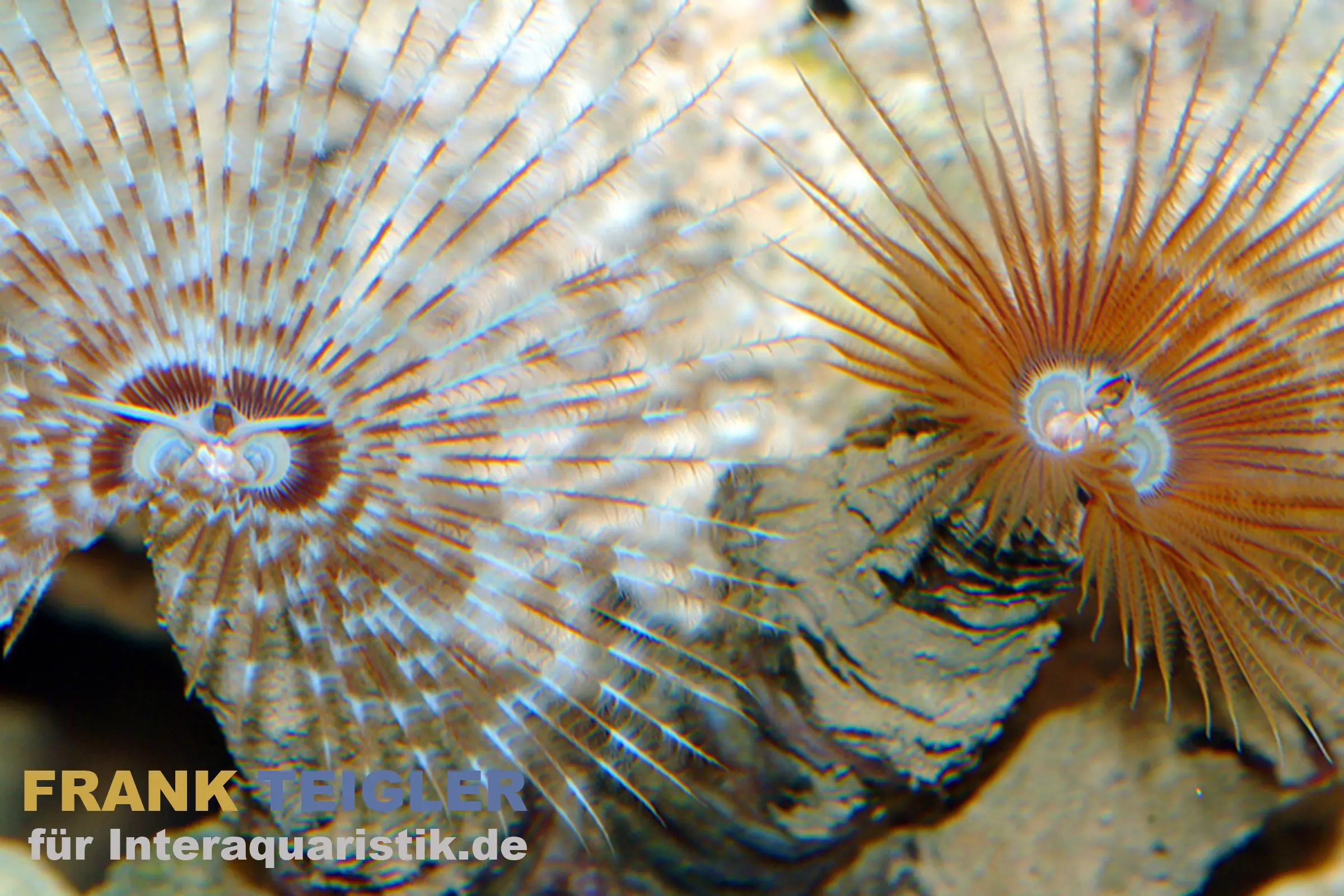 Roter Röhrenwurm, Bispira guinensis