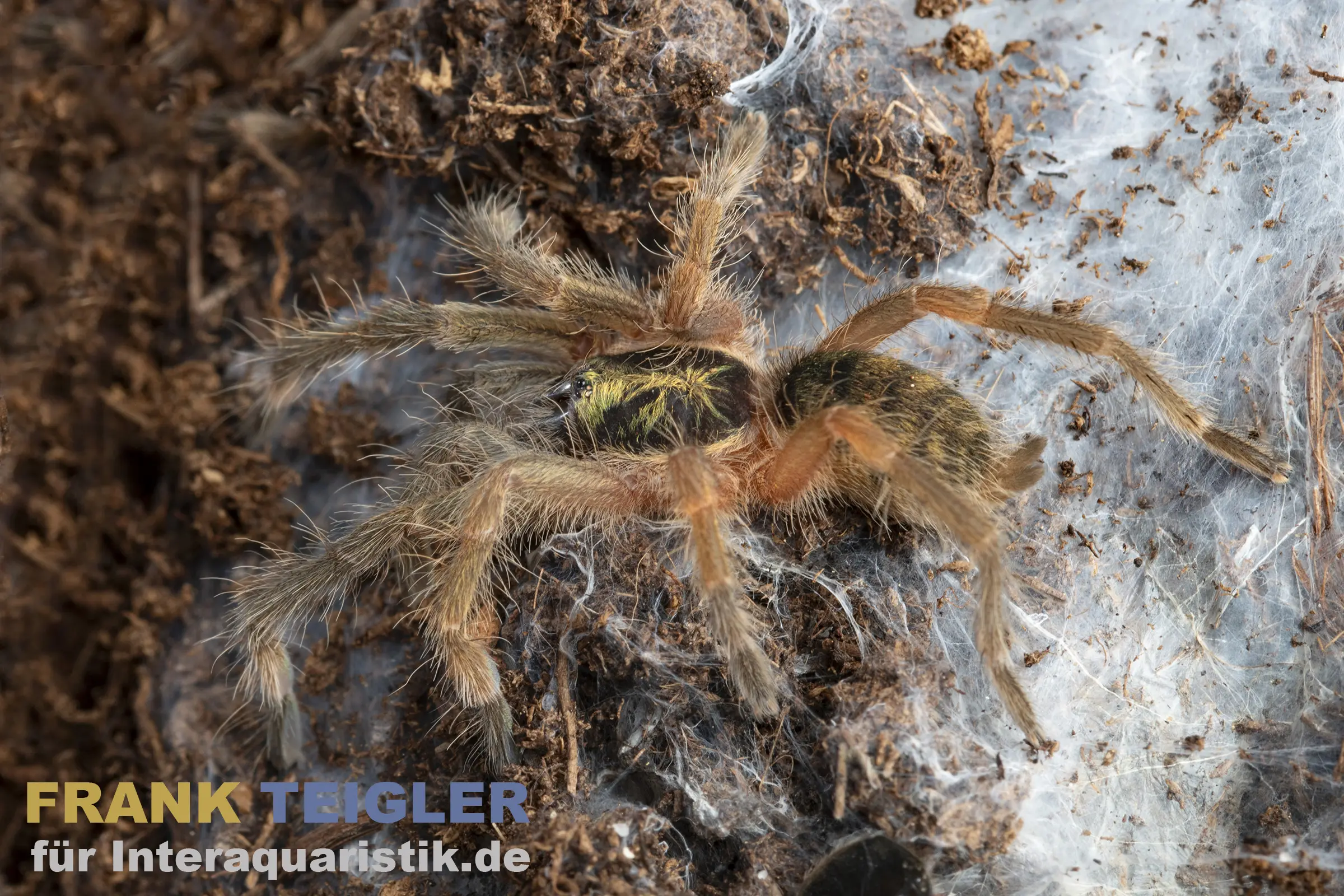 Tiger-Zwergvogelspinne, Neoholothele incei