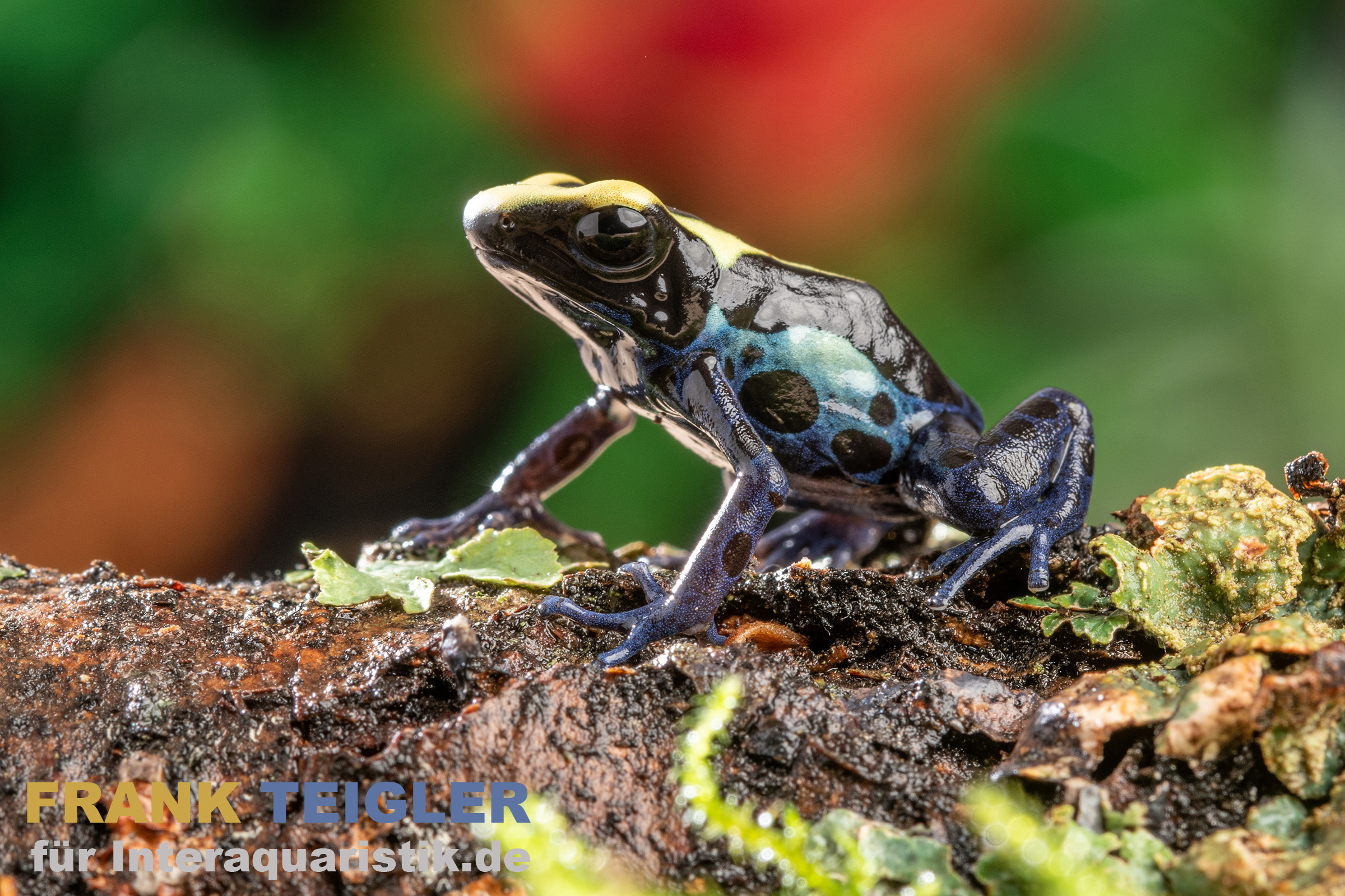 Bakhuis Färberfrosch, Dendrobates tinctorius