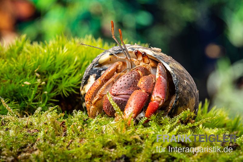 Karibik-Einsiedlerkrebs, Coenobita clypeatus