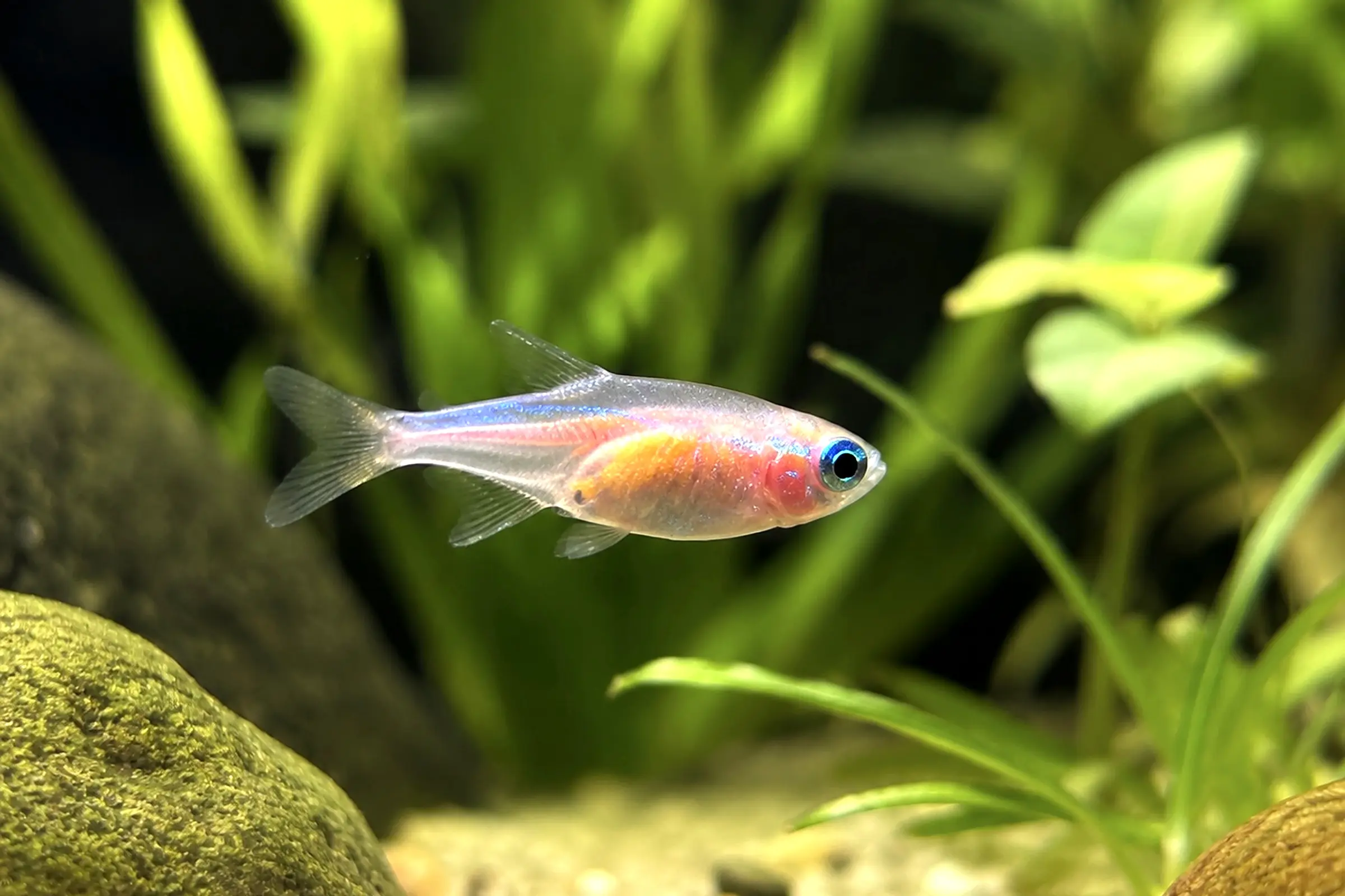 Oranger Neonsalmler (Paracheirodon innesi "Orange") im Aquarium vor Pflanzen; lebhafte, friedliche Zuchtform des klassischen Neonsalmlers, ideal für weiches Wasser