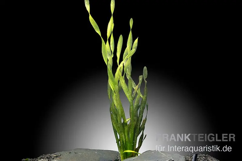 Asiatische Schraubenvallisnerie, Vallisneria spiralis "Tortifolia", Bund