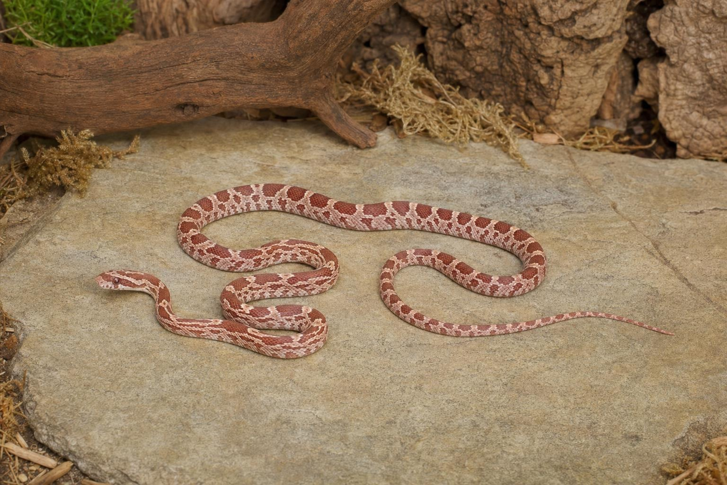 Ultramel-Motley-Kornnatter, Pantherophis guttatus