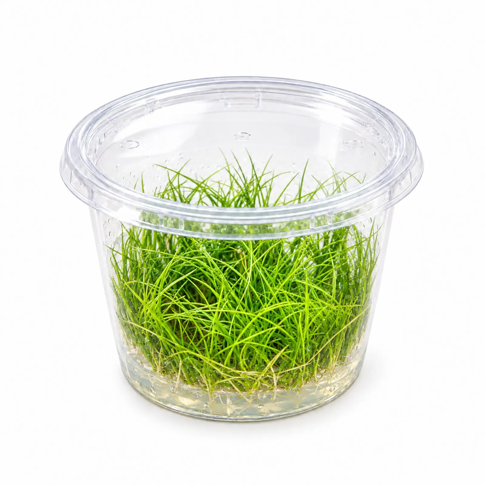 Zwergnadelsimse, Eleocharis parvula/pusilla, In Vitro