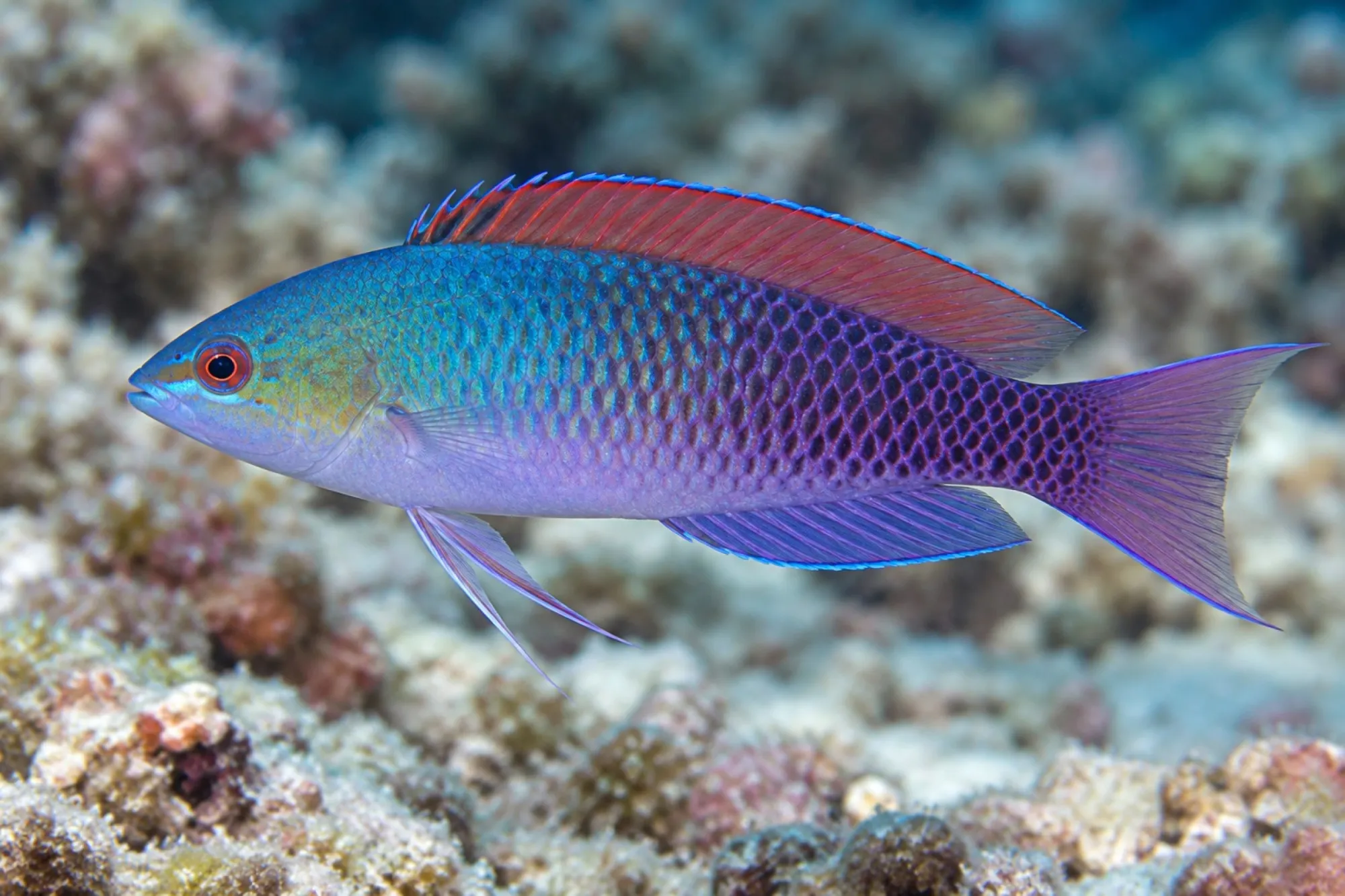 Blauschuppen Zwerglippfisch, Cirrhilabrus cyanopleura