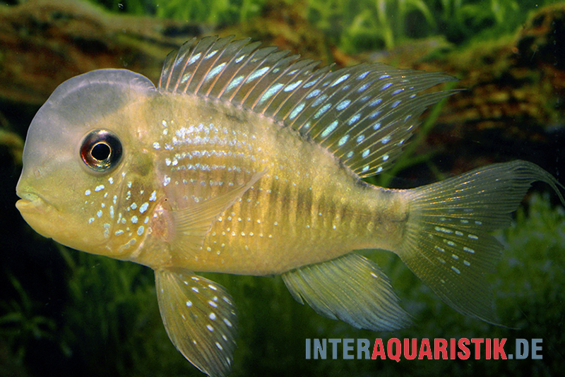 Ballonkopf Erdfresser, Gymnogeophagus balzani