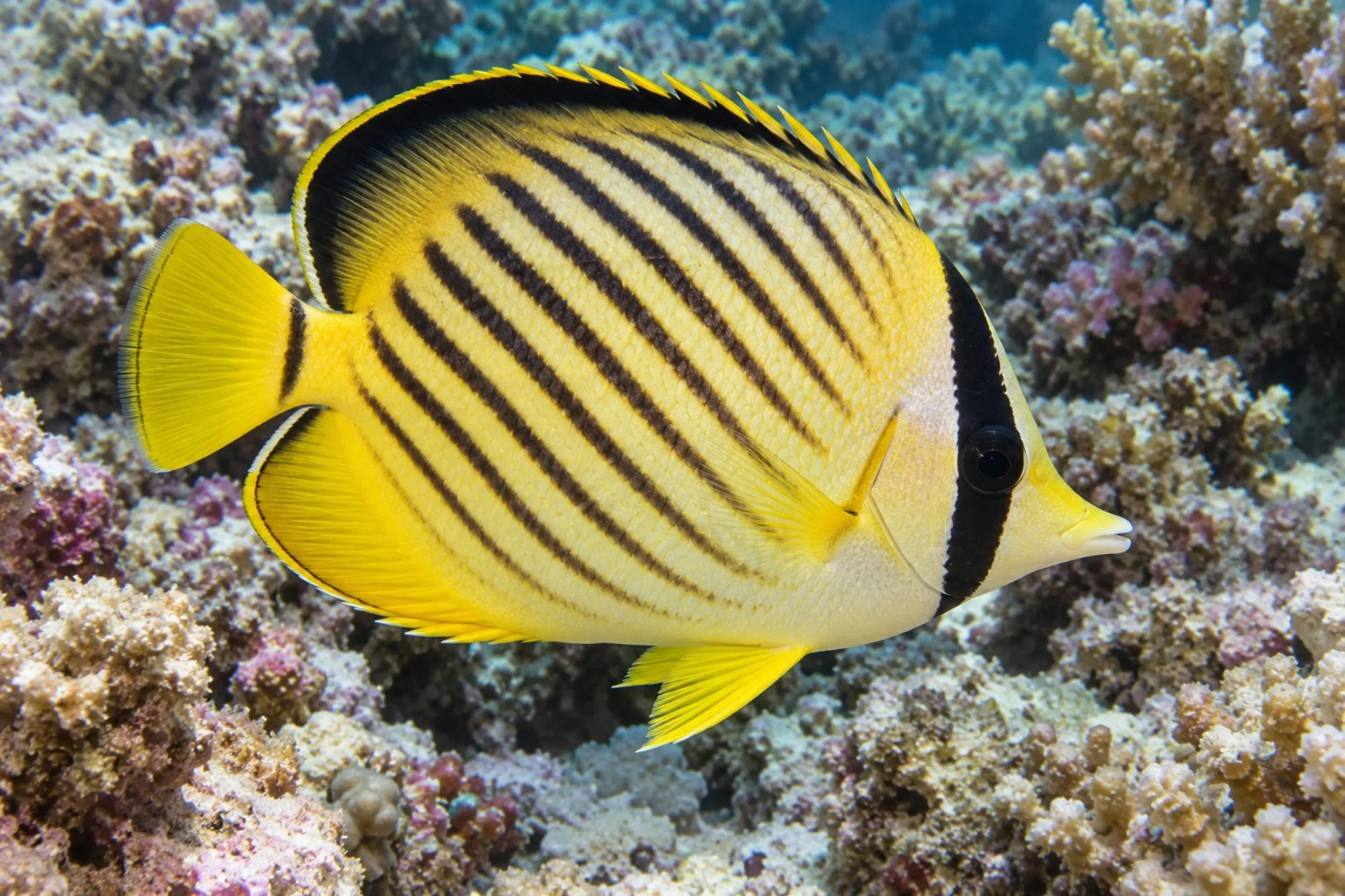Tabak-Falterfisch, Chaetodon fasciatus