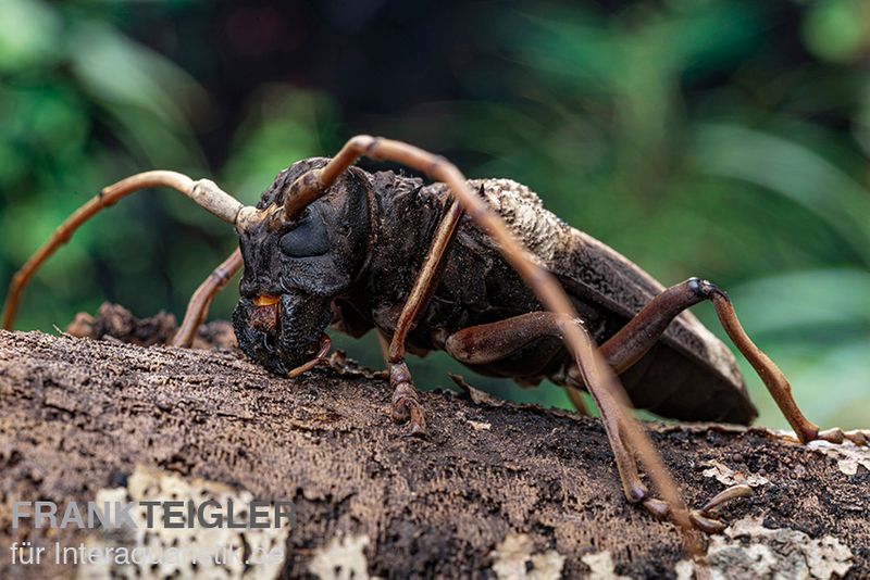 Gigas-Bockkäfer, Petrognata gigas