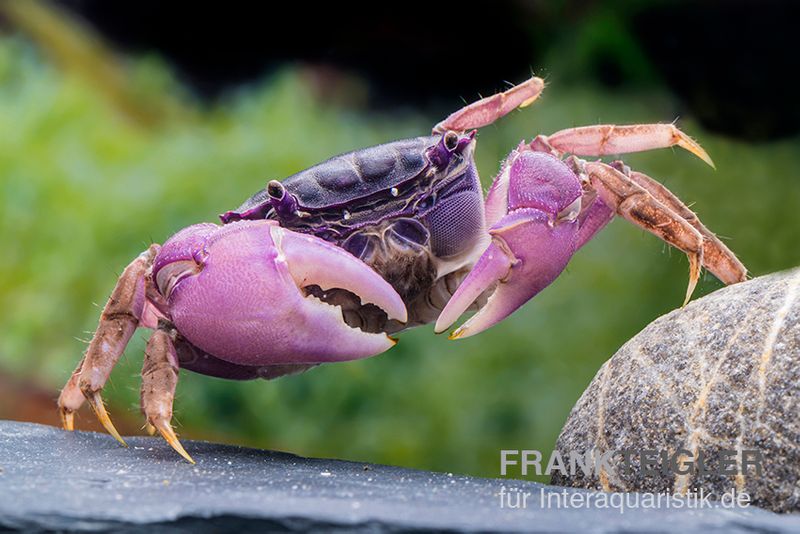 Lila Spider Crab, Neosarmatium sp. Purple, Paar (1 Männchen + 1 Weibchen)