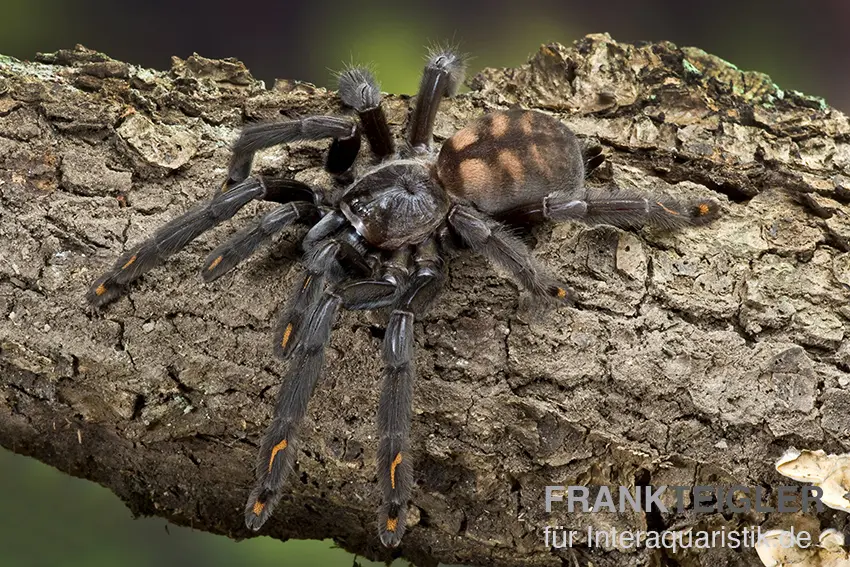  Venezuela-Ornament-Vogelspinne, Psalmopoeus irminia