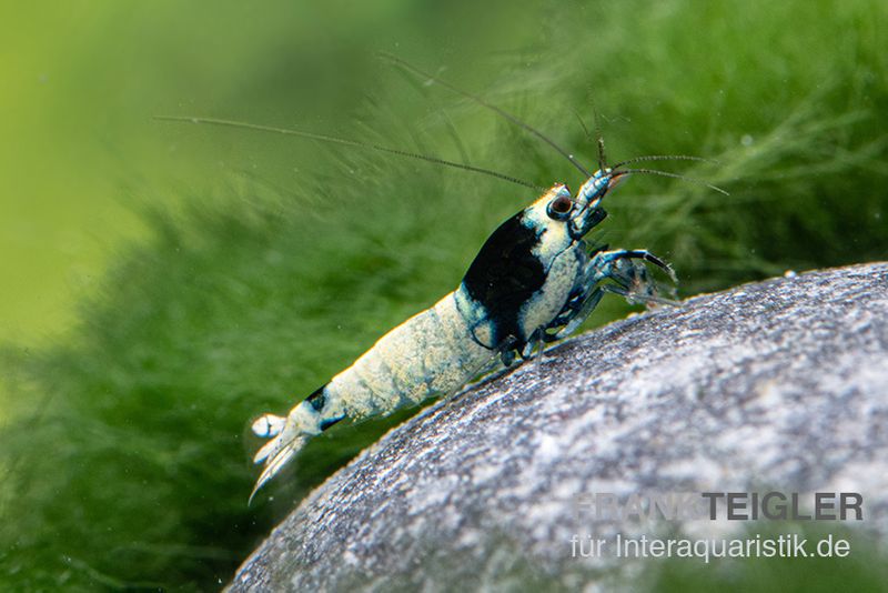 Mosura King Kong Garnele, Caridina spec. (Taiwan Bee)