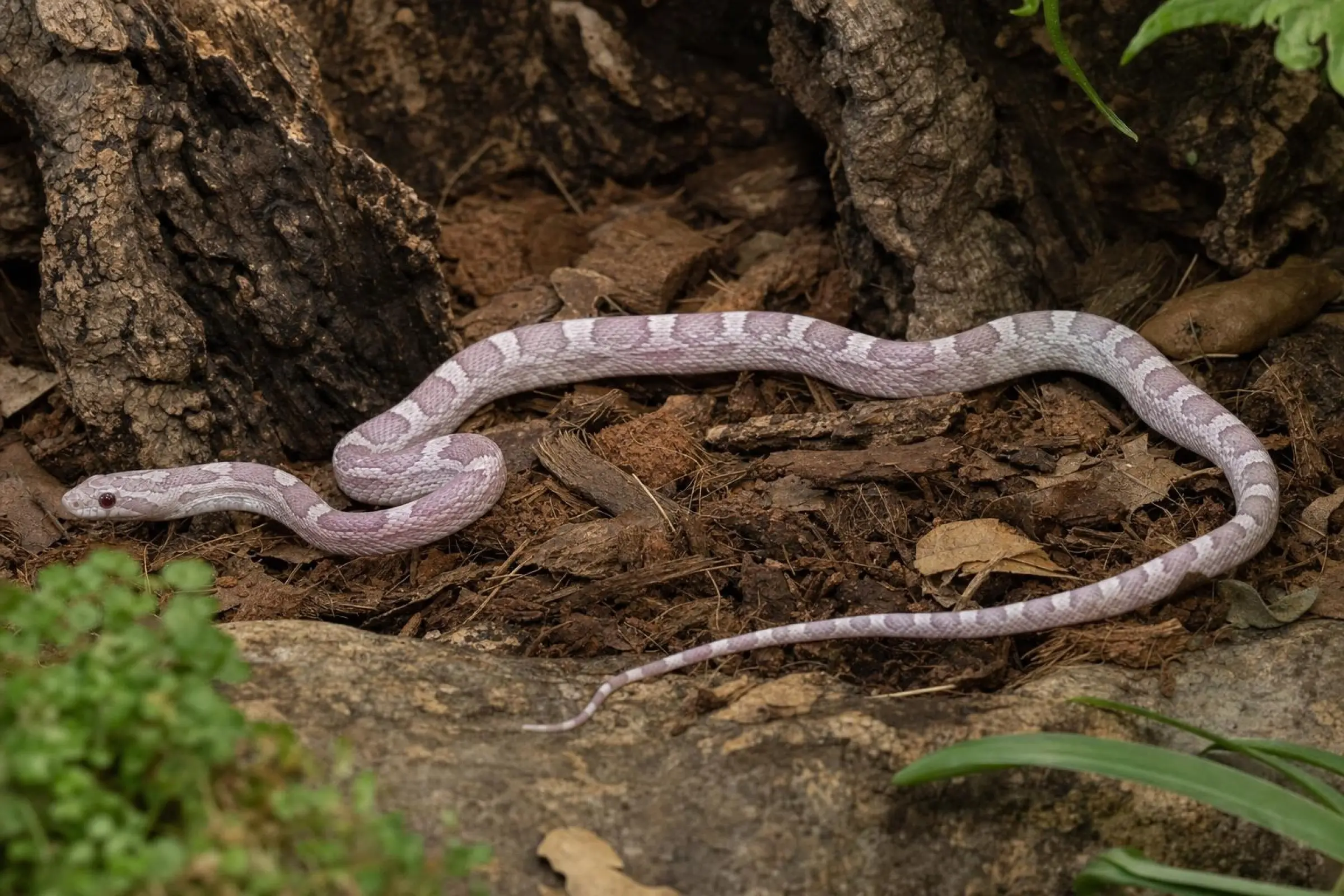 Lavender-Kornnatter NZ 26, Pantherophis guttatus