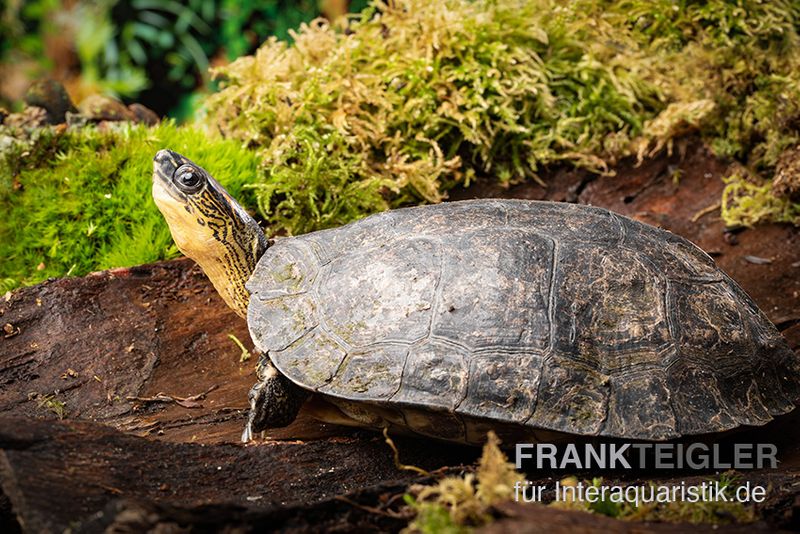 Guyana-Erdschildkröte, Rhinoclemmys punctularia