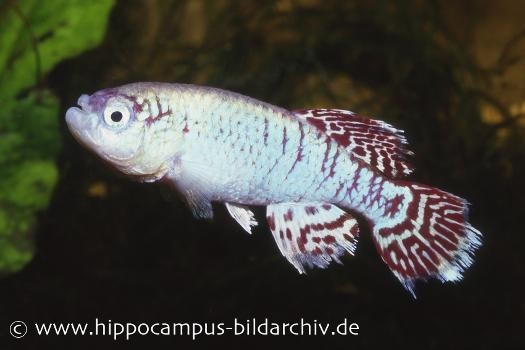 Killifisch Torfansatz Nothobranchius eggersi blue, 30 Eier