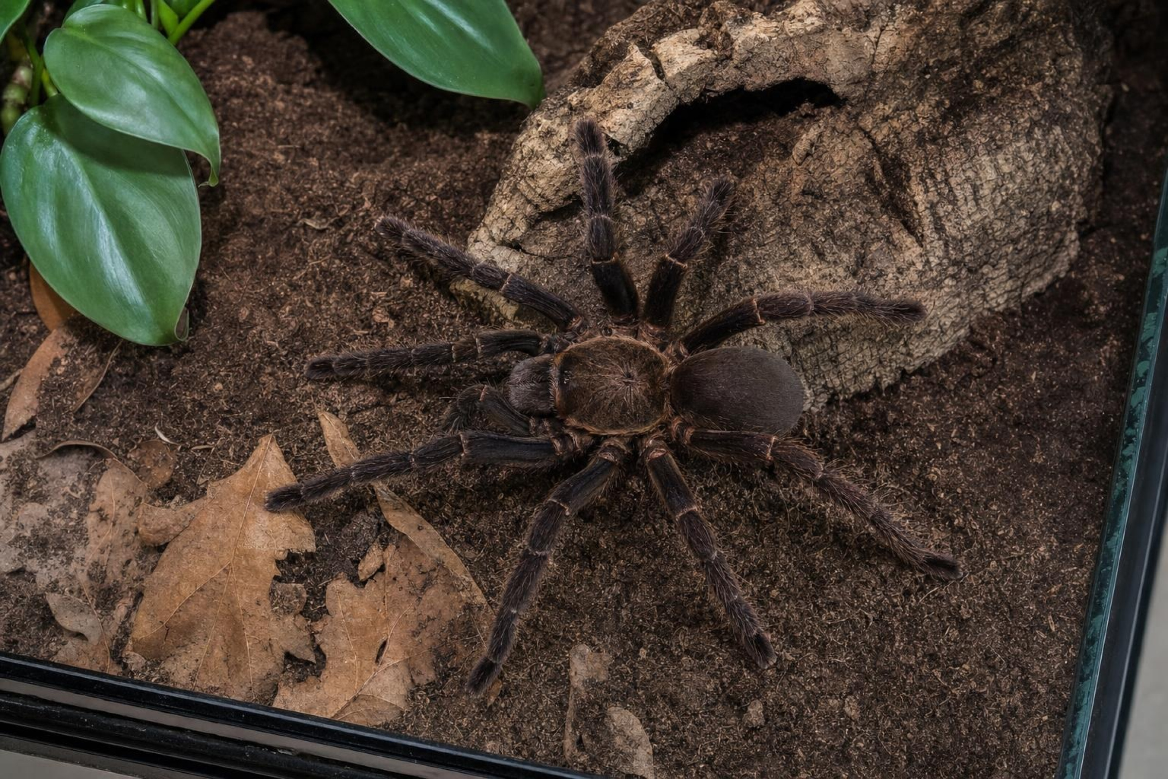 Orangemaul-Vogelspinne, Psalmopoeus reduncus