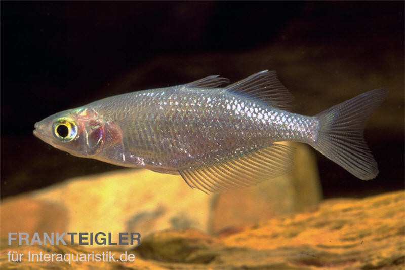 Sepik-Regenbogenfisch, Glossolepis multisquamatus