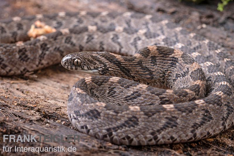 Afrikanische Eierschlange, Dasypeltis scabra