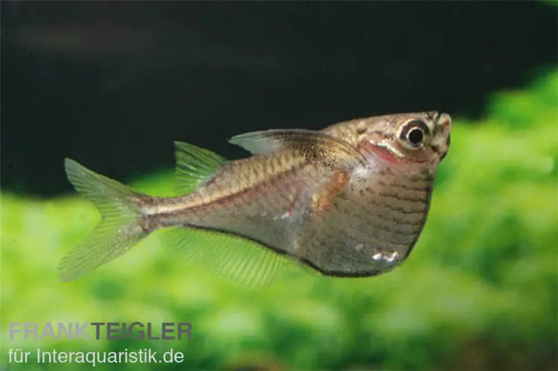 Schwarzschwingen-Beilbauchfisch, Carnegiella marthae (Minifisch)