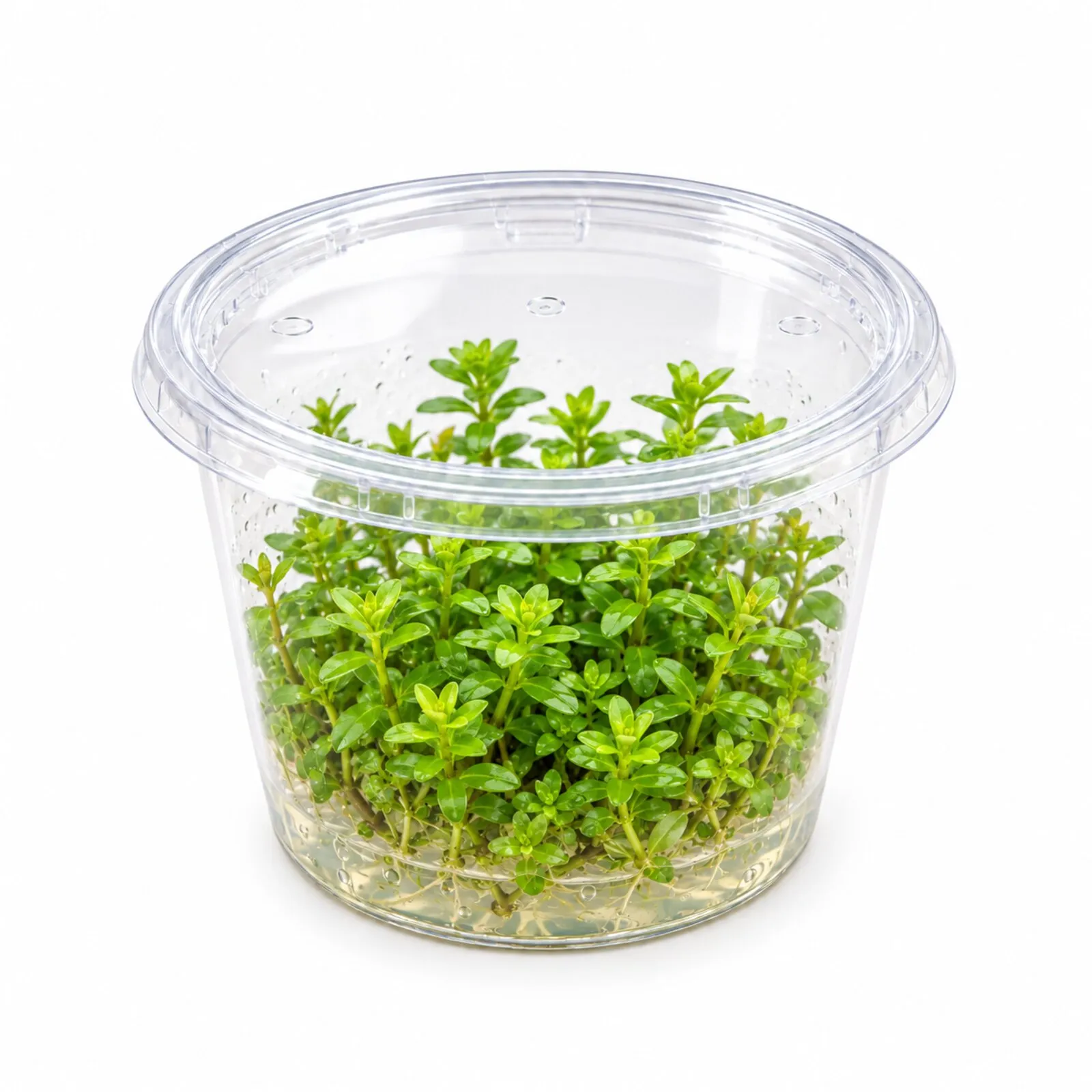 Indische Rotala, Rotala indica/Rotala bonsai, In Vitro