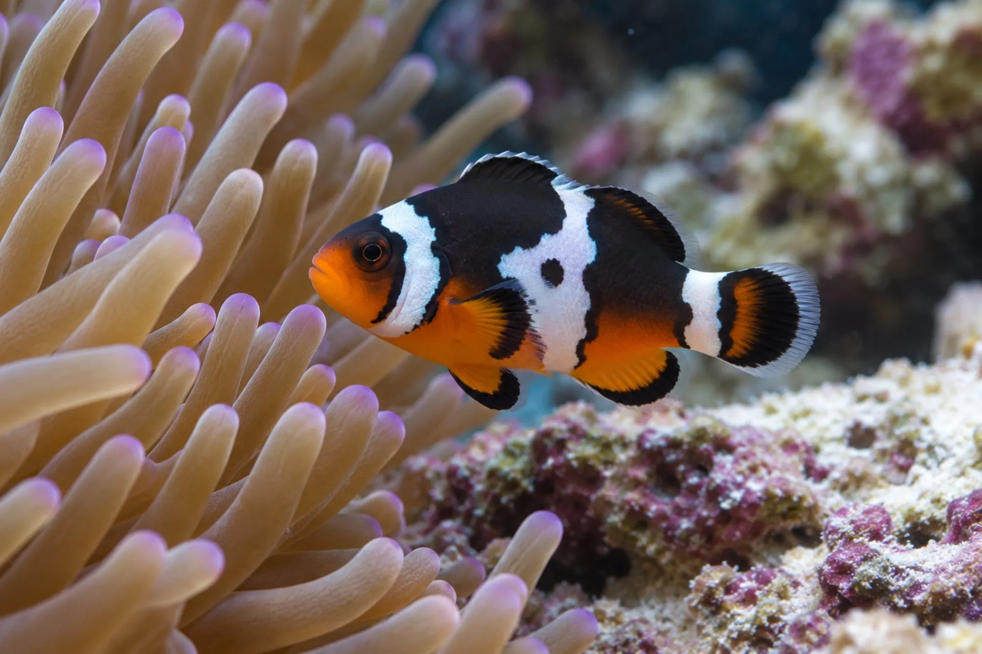 Percula-Clownfisch „Black Picasso“ Nachzucht, Amphiprion percula