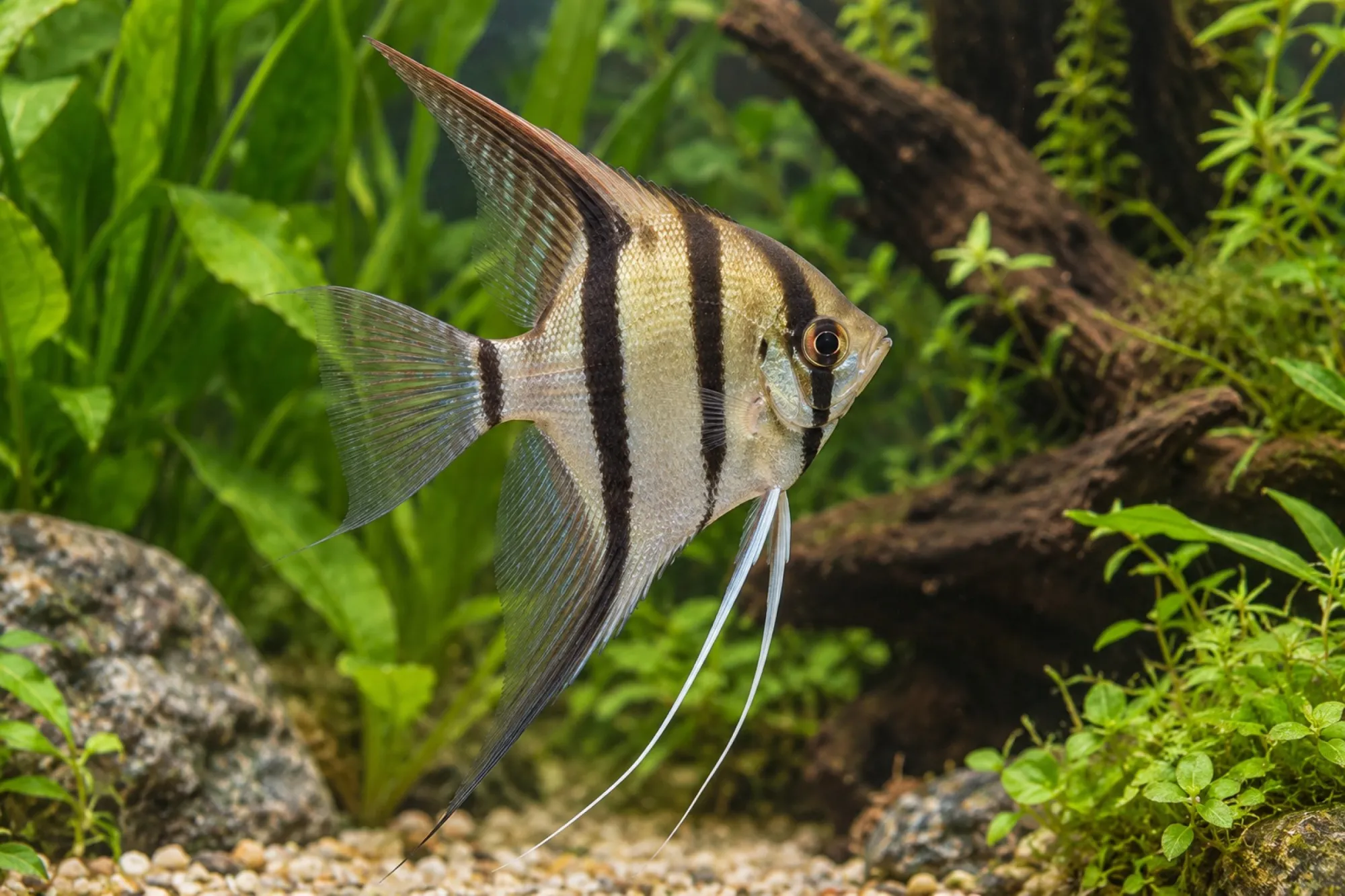 Natur-Skalar, Pterophyllum scalare, ca. 4,0-5,0 cm
