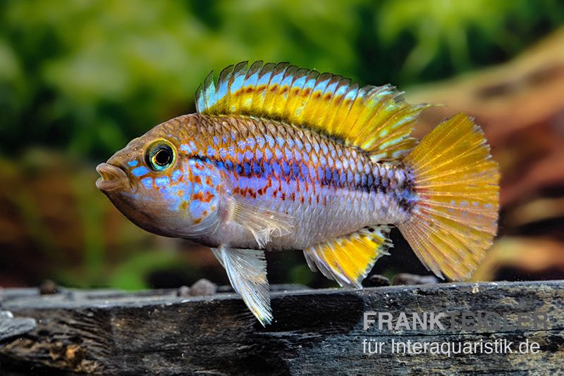 Papagei-Zwergbuntbarsch, Apistogramma cf. ortegai "Purple" paarweise