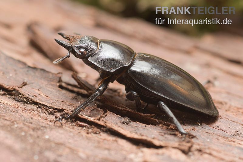 Parryi-Hirschkäfer, Hexarthrius parryi, männlich