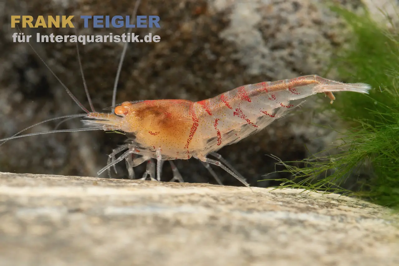 Rote Tigergarnele "Orange Eye", Caridina mariae "Red"
